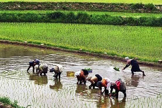 آغاز برداشت برنج از شالیزار‌های گیلان