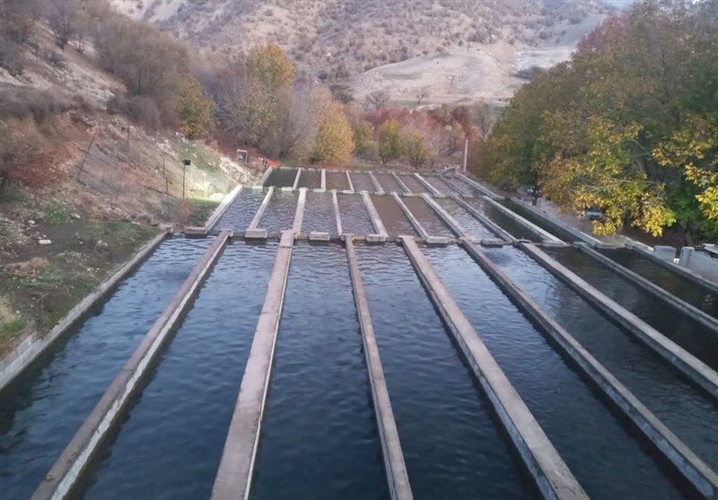 سرمایه گذاری ۱۰ همت در بخش شیلات لرستان محقق شد