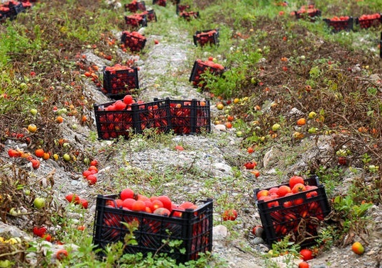  ممنوعیت صادرات گوجه فرنگی برای حمایت از مصرف کنندگان 