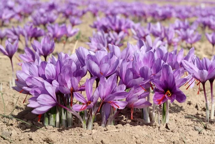 کشف معجزه طلای سرخ با دستان پژوهشگر فارسی؛ زعفران دیم در راه است